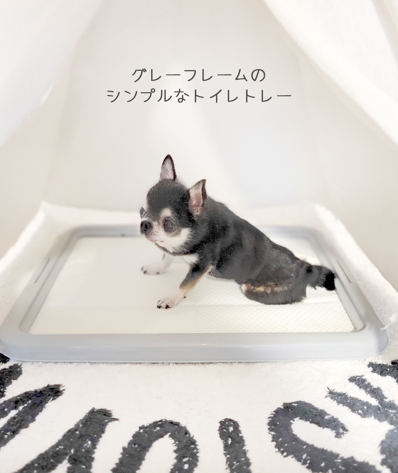 犬 トイレ トイレトレー M-PETS ドッグトイレスターターキット ワイド 