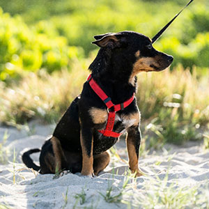 犬用ハーネス 胴輪 ペティオ Petio Porta ポルタ ソフトレザーベスト