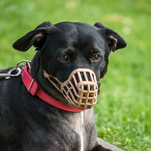 Petio（ペティオ） 犬 しつけ用口輪 ソフト口輪 5号 大型犬 シベリアン