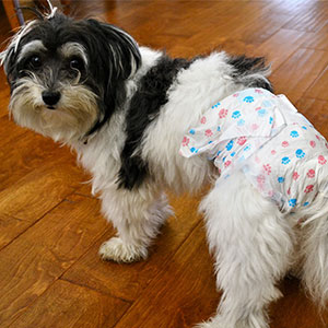 Petio（ペティオ） 犬用オムツ パンツ 介護から生まれた紙おむつ 4L 8