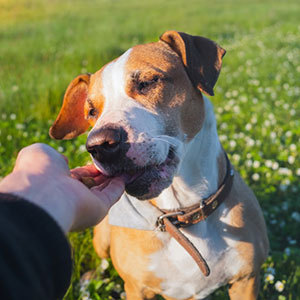 犬用ドッグフードの種類