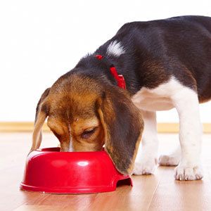 犬用ドッグフードの原材料をチェック