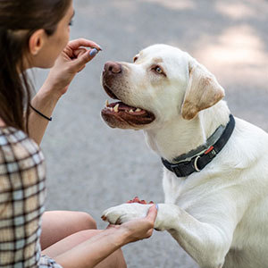 犬用ドッグフードの種類