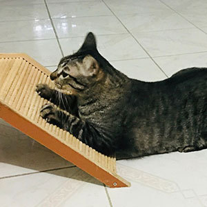 素材や場所など猫の爪磨きのしつけ