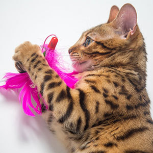 Petio（ペティオ） CAT TOY キャットトイ 猫用じゃらし もじゃっとチューチュー [猫 じゃらし キャット おもちゃ] 爆買 :  ヤマキシヤフー店 - 通販 - Yahoo!ショッピング ペティオ 猫用 CAT TOY(キャットトイ) もじゃっとチューチュー 2個入  6個セット