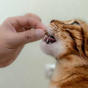 猫用おやつの種類