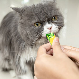 猫用おやつの種類