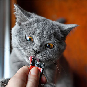 猫におやつを与える頻度とタイミング