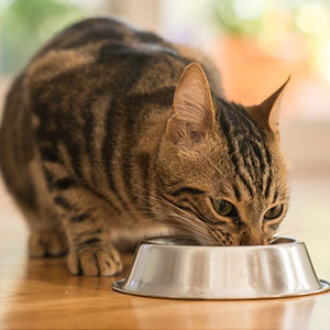 猫の餌や食器について
