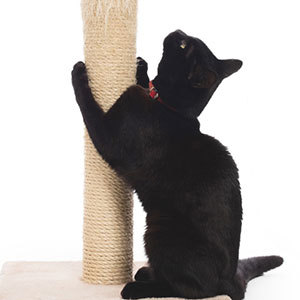 どうして猫は爪磨きをする必要があるの