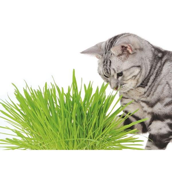 ペティオPetio猫用おやつ猫の元気草3個パック無添加は胃にやさしい