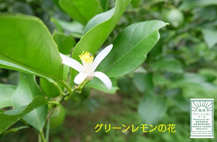 湘南グリーンレモンケーキ