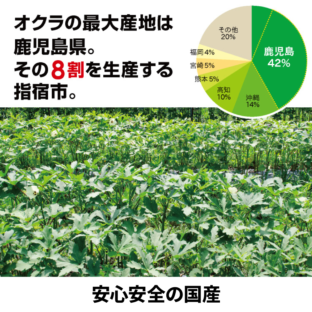 安心安全の国産。オクラの最大産地は鹿児島県。その8割を生産する指宿市。