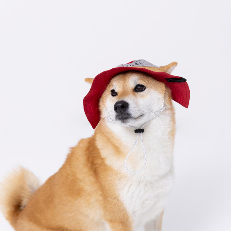 pipi 犬 帽子 夏 犬帽子 PiPi サファリハット Lサイズ おしゃれ 日除け