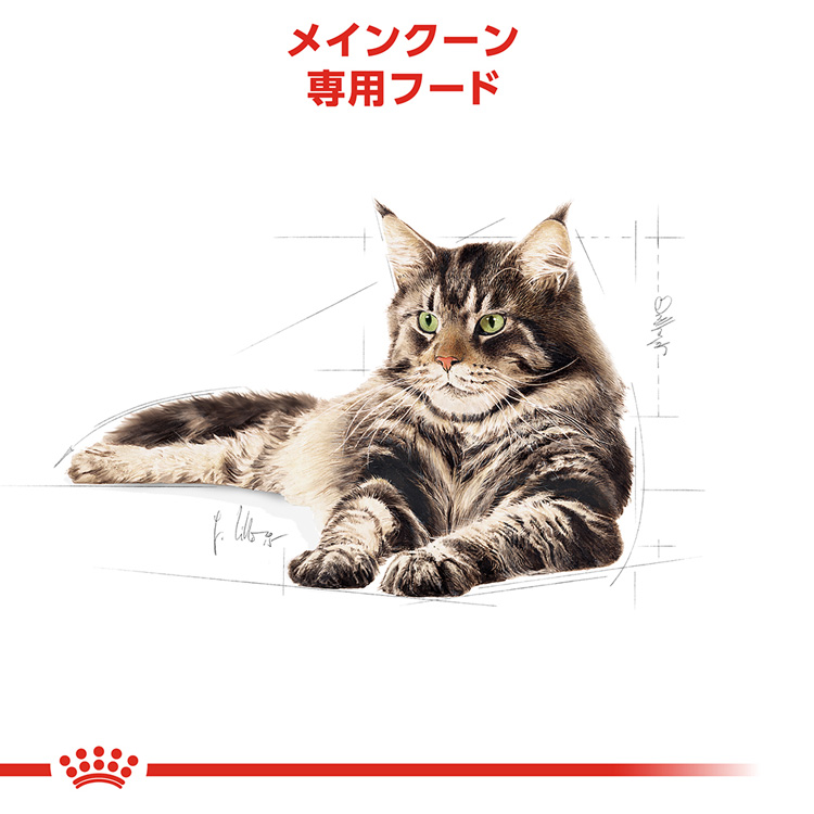 ロイヤルカナン メインクーン 成猫用 2kg×6袋