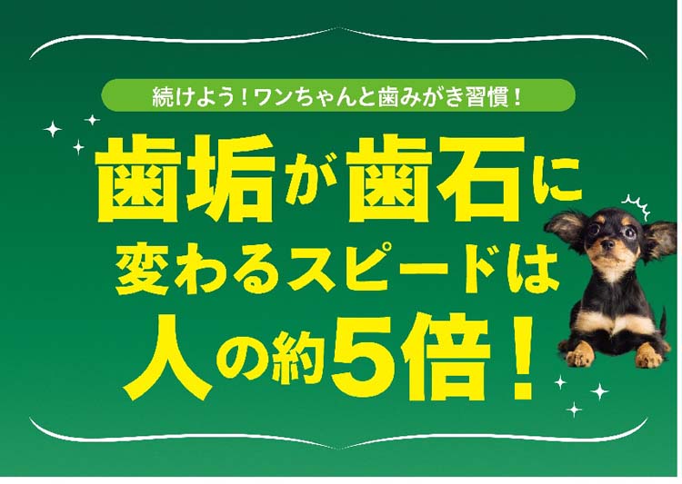 ペットキッス 食後の歯みがきガム 子犬用 ( 10本入*36コセット )/ ペットキッス :30592:ペットランドYahoo!店 - 通販 -  Yahoo!ショッピング