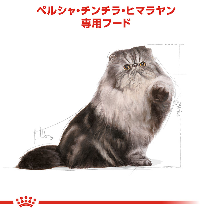  CANIN ペルシャ猫用ドライフード 2kg2袋 CANIN ペルシャ猫用ドライフード 2kg2袋 楽天市場】ロイヤル