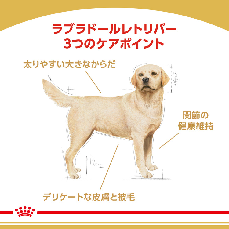 週末価格！ CANIN ラブラドールレトリバー ドライフード 12kg Amazon.co.jp: ロイヤルカナン BHN ラブラドールレトリバー 成犬