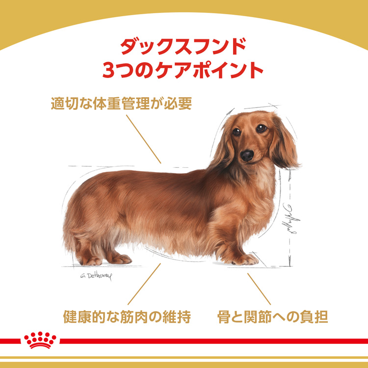 海外 ロイヤルカナン ブリードヘルスニュートリション ダックスフンド 成犬用 3kg ROYAL CANIN ドッグフード  notimundo.com.ec