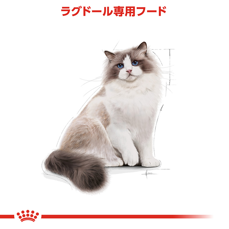 キャットフード  CANIN MULTIFUNCTION 2kg Amazon | カインズ(CAINZ) キャットミール 内容量8kg(2kg×4袋