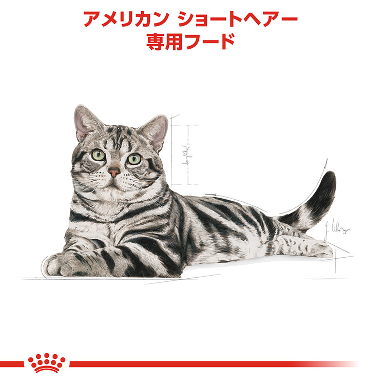 ロイヤルカナンFBN アメリカンショートヘアー 成猫用 ( 2kg )/ ロイヤルカナン(ROYAL CANIN) ( キャットフード )  :3182550861700:ペットランドYahoo!店 - 通販 - Yahoo!ショッピング