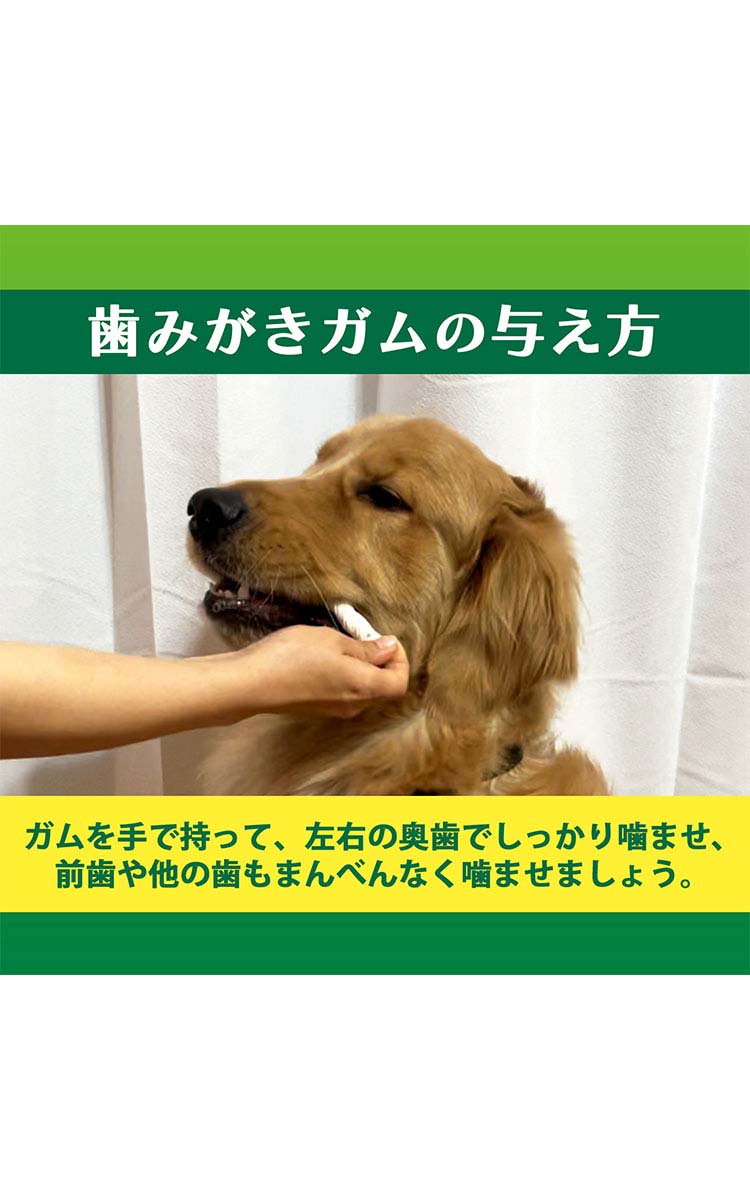 すぐったレディース福袋 ペットキッス 食後の歯みがきガム 中大型犬用