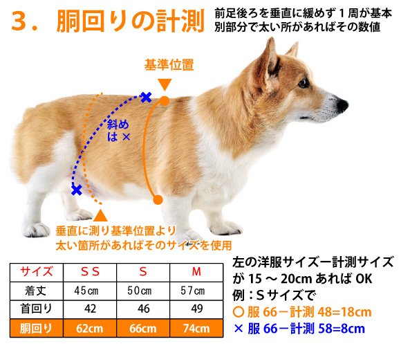 コーギーのサイズの測り方