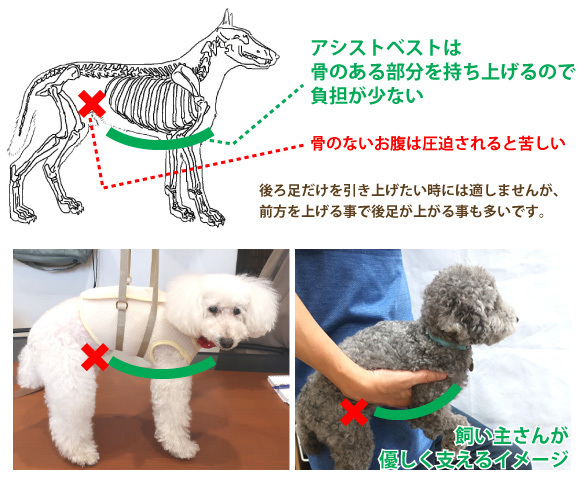 前足から腰までやさしく引き上げサポート