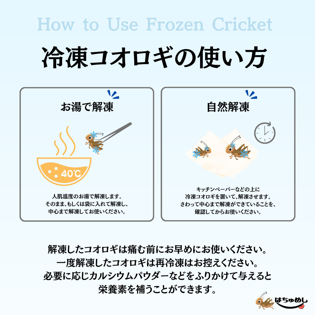 送料無料 国産冷凍コオロギ】Sサイズ 30g はちゅめし 爬虫類エサ 無