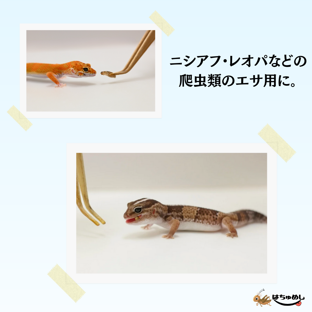 専用出品　冷凍コオロギ　ML550g＋S〜M500g 専用出品 冷凍コオロギ ML550g＋S〜M500g - メルカリ