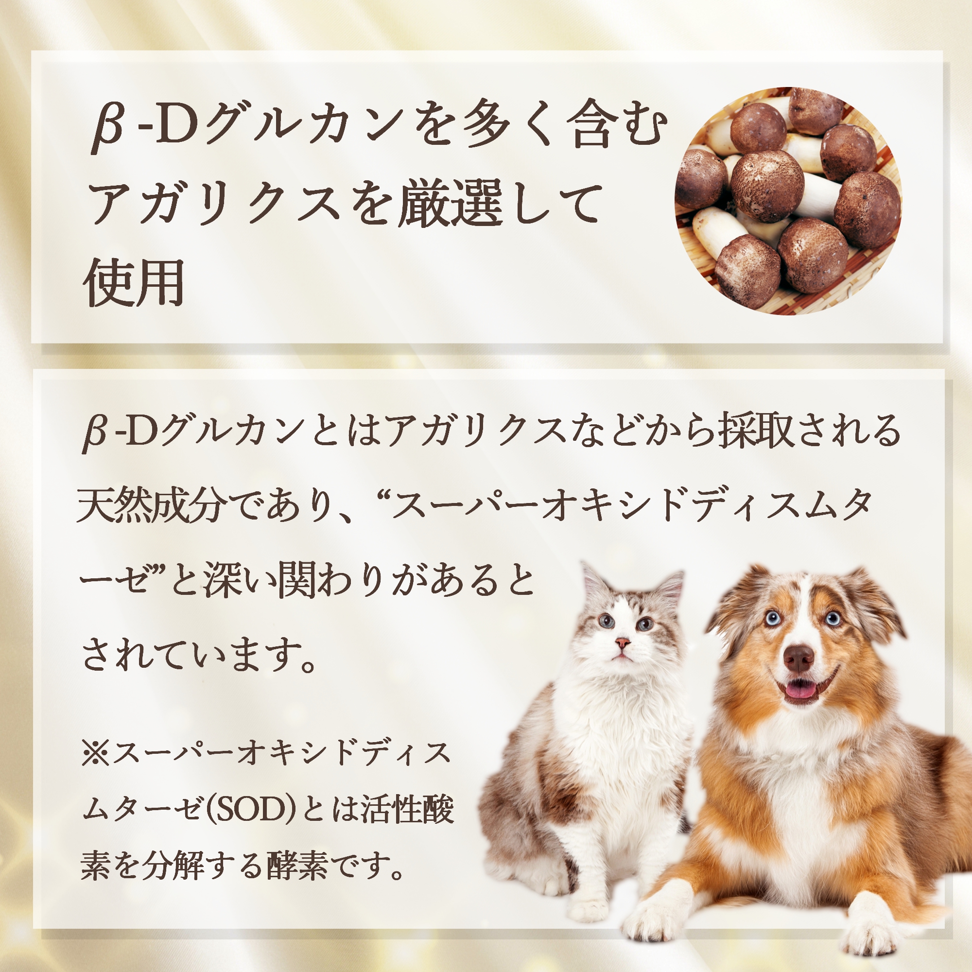 免疫力 猫の サプリメント β-dグルカン プロポリス アガリクス 皮膚 アップ 免疫 ネコ ペット サプリ ペッツプラス プレミアムアルファ :  petsplus-cats-premiumalpha : ペッツプレミア - 通販 - Yahoo!ショッピング