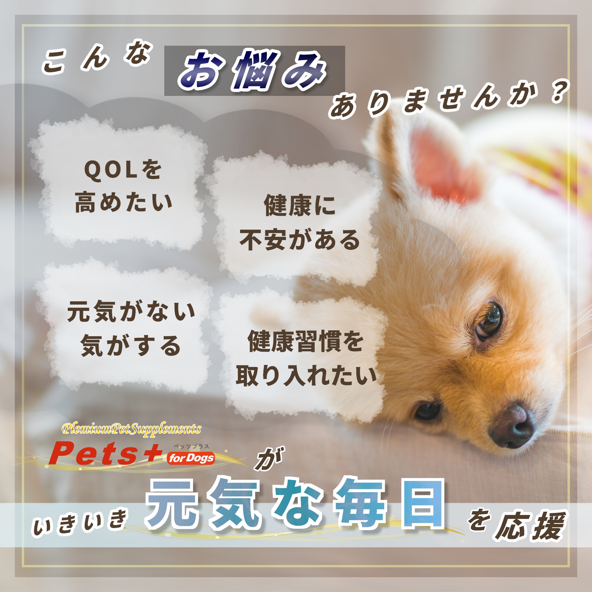 Pets+（ペッツプラス） 犬 サプリ QOL 免疫力 ケア 健康維持 シニア