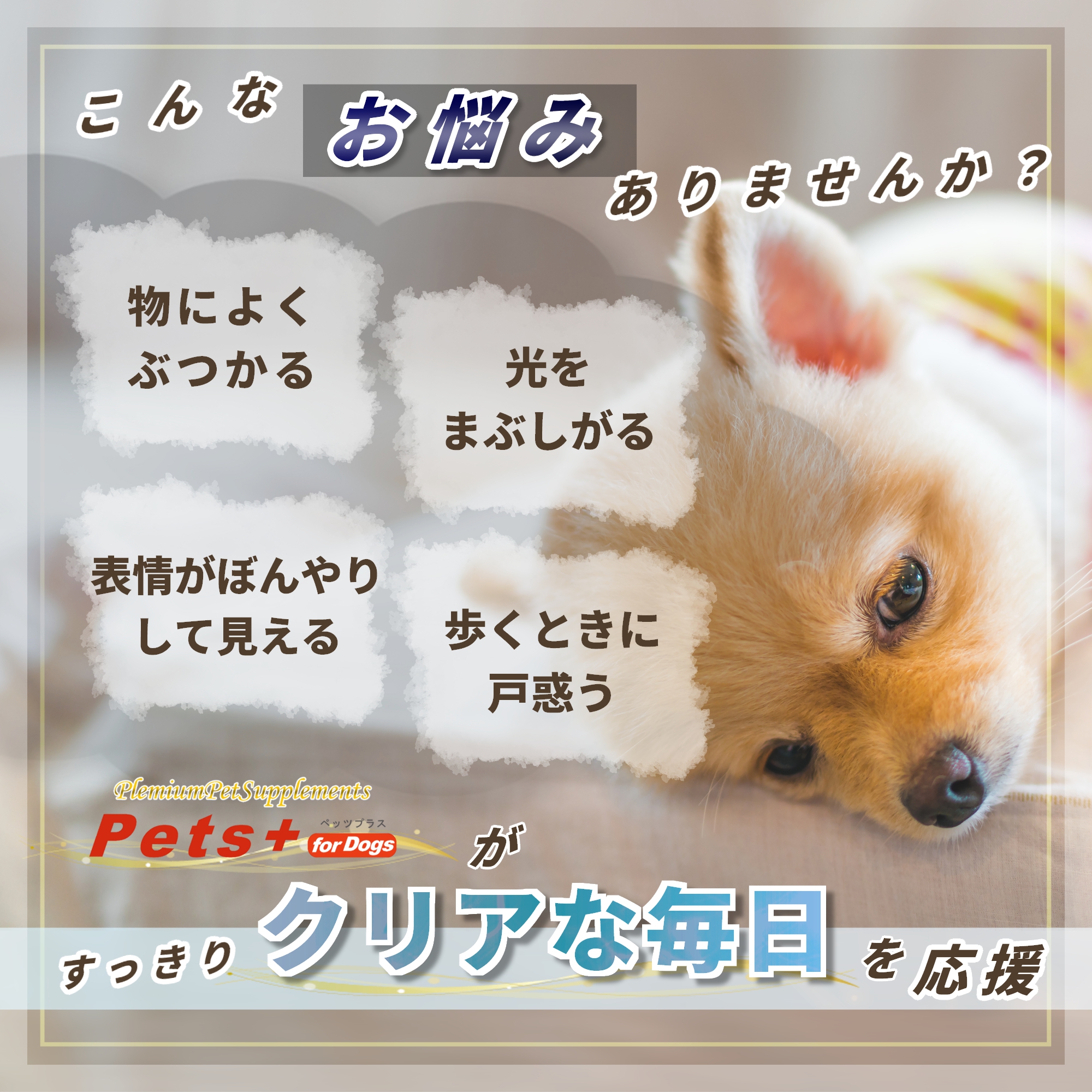 Pets+（ペッツプラス） 犬 サプリ 目 視力 ケア 健康 シニア 高齢犬