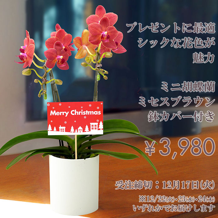 クリスマス 花 プレゼント ギフト ミニ 胡蝶蘭 ミセスブラウン 鉢