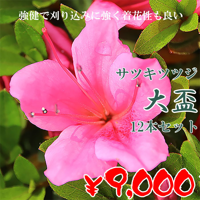 サツキツツジ 苗 大盃 12本セット 記念樹 ギフト プレゼント 常緑 庭木