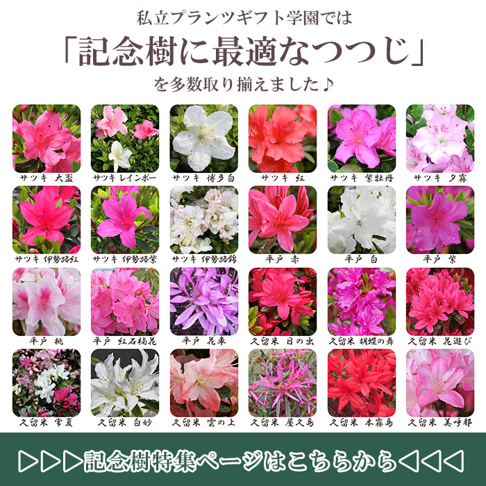 ヒラドツツジ 苗 赤花 5本セット 記念樹 ギフト プレゼント 常緑 ヒラドツツジ 苗 赤花 5本セット 記念樹 ギフト プレゼント 常緑