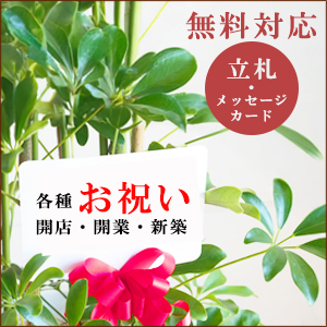 モンテスラ モンステラ 観葉植物 ホワイトセラアート鉢 送料無料 中型 大型