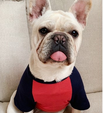 犬 服 犬とお揃いコーデ 犬とお揃いの服 ペアルック になる ペット服