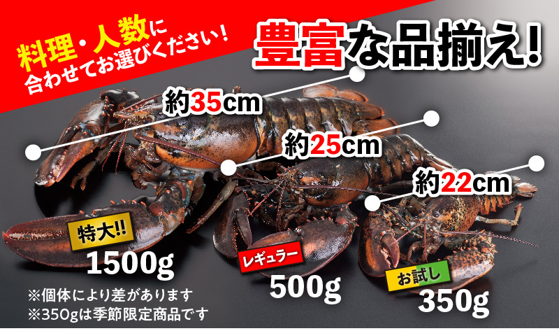 活オマール海老（カナダ産） 1尾(約500g×1） :002rob-can-1:piernu - 通販 - Yahoo!ショッピング