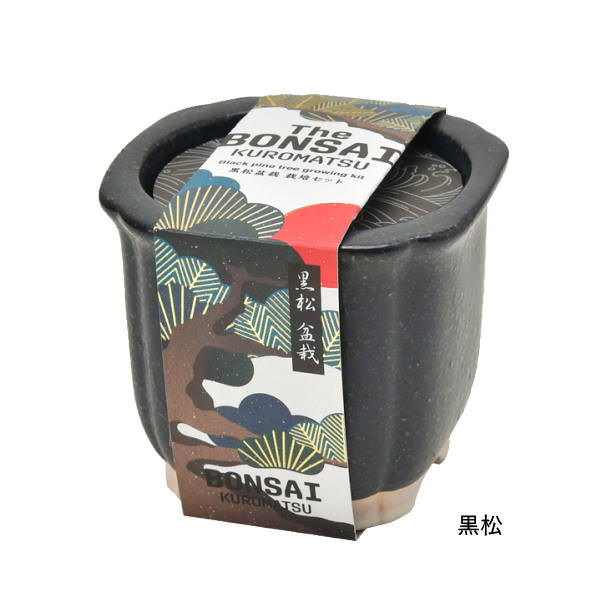 ミニ盆栽 初心者 セット 盆栽 栽培セット 赤松 黒松 松 栽培キット