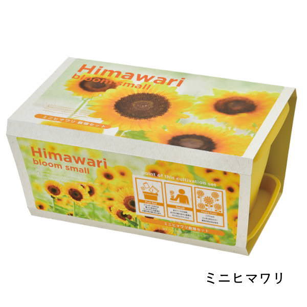 ハローキティ ミニひまわり畑　栽培キット　レア ミニひまわり 栽培キットのおすすめ人気商品一覧 通販 - Yahoo