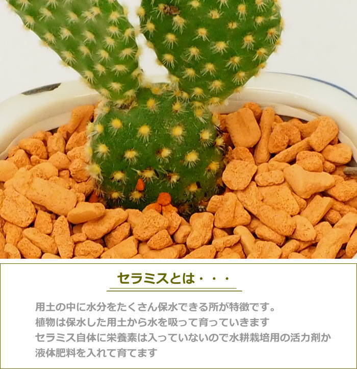 SPICE of Life（スパイス オブ ライフ） ハイドロカルチャー 水耕栽培