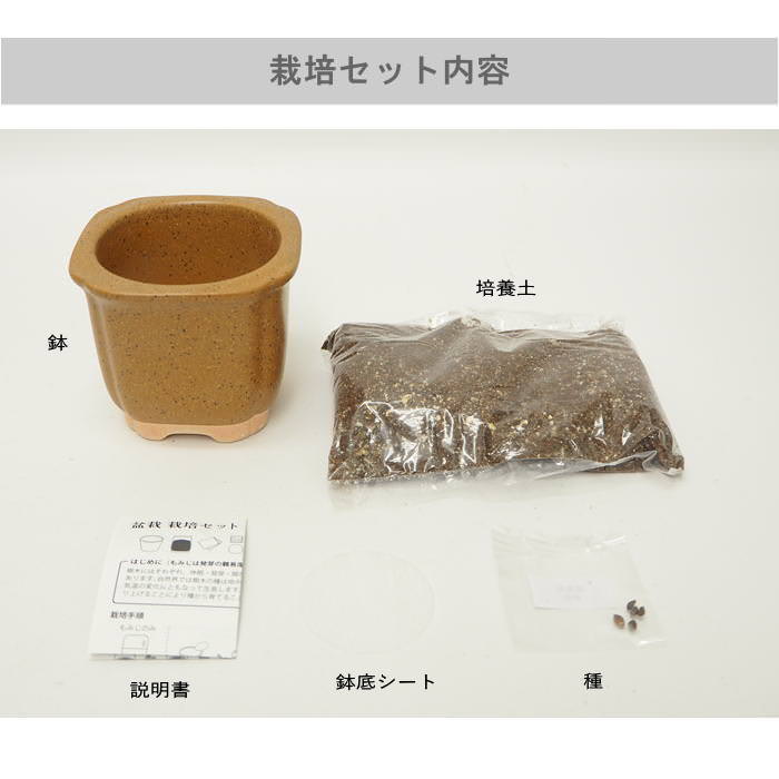 ミニ盆栽 初心者 セット 盆栽 栽培セット 赤...の詳細画像4