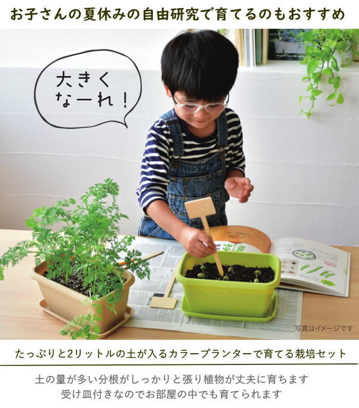 栽培セット 栽培キット トマト イチゴ ミニトマト エダマメ ヒマワリ