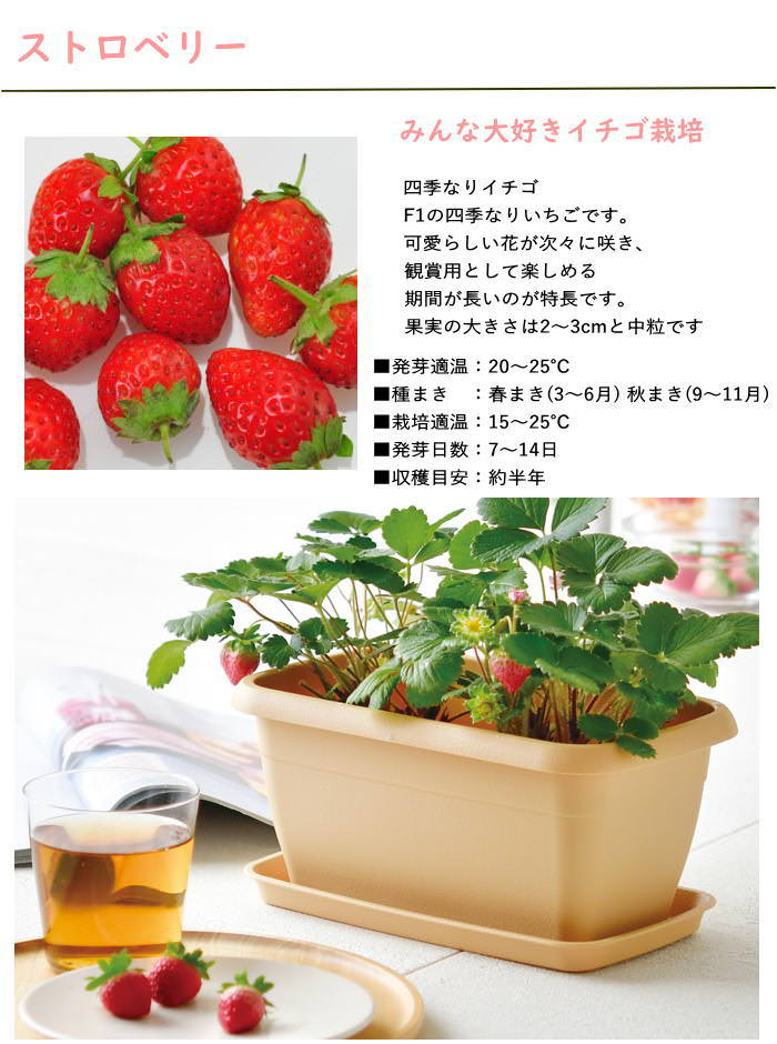栽培セット 栽培キット トマト イチゴ ミニトマト エダマメ ヒマワリ
