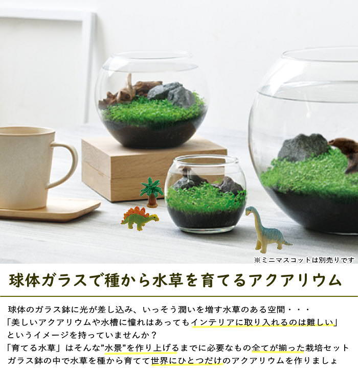 水草 アクアリウム 栽培セット 栽培キット 水...の詳細画像1