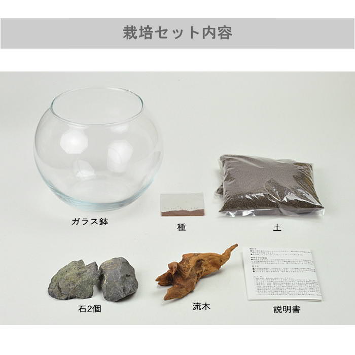 水草 アクアリウム 栽培セット 栽培キット 水...の詳細画像2