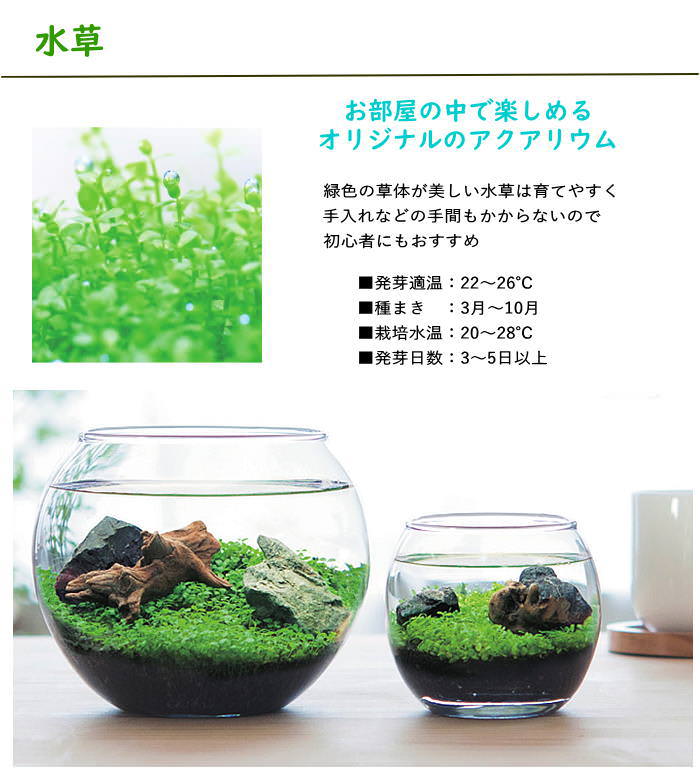 水草 アクアリウム 栽培セット 栽培キット 水...の詳細画像3