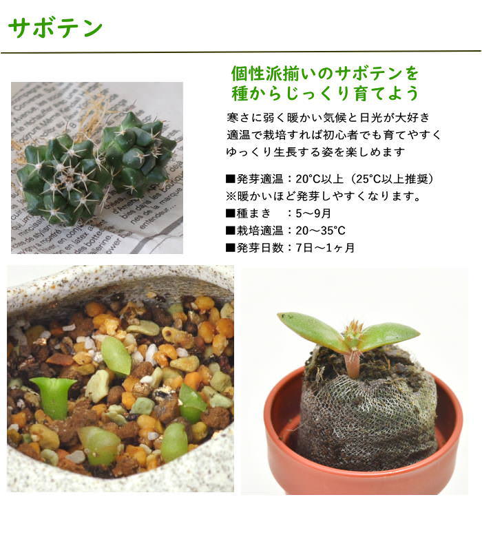 サボテン 栽培セット 栽培キット 多肉植物 園...の詳細画像3