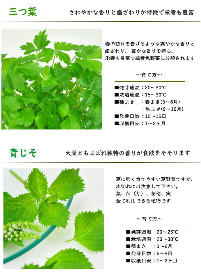 栽培セット キット 野菜 園芸 青しそ 大葉 ...の詳細画像5